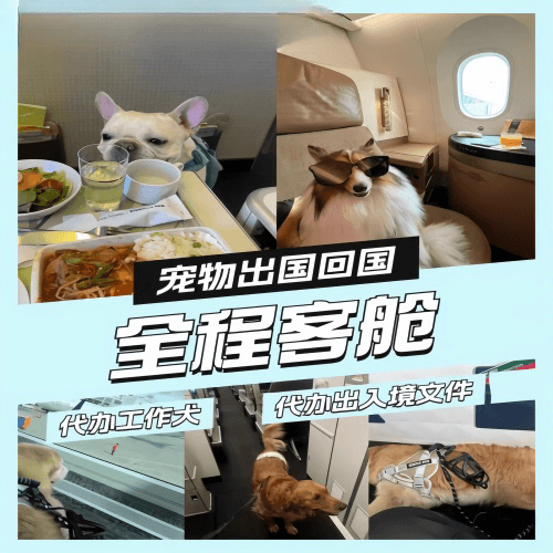 海东地区宠物托运到白俄罗斯宠物入境规定和要求
